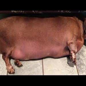 After Years of Eating Expeditiously Meals, Rescued Obese Daschund is Shedding Weight
